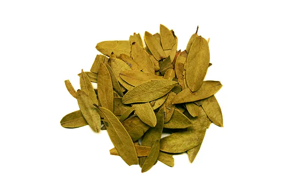 Hoja de Pingüica