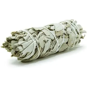 Salvia